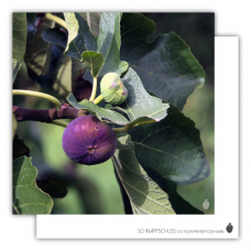 Postcard | Fig